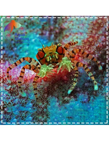 Boxer Crab Lybia tesselata