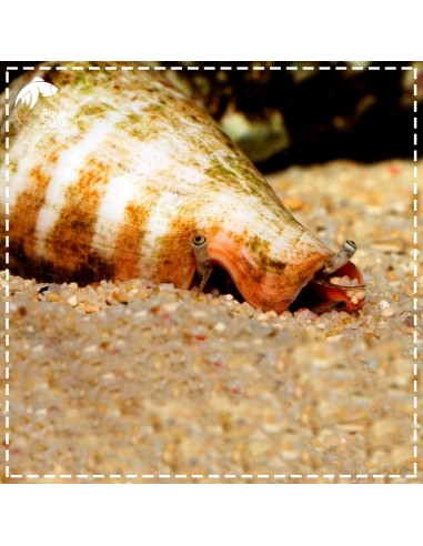 Caracol Sand Sifting Red - Strombus luhanus