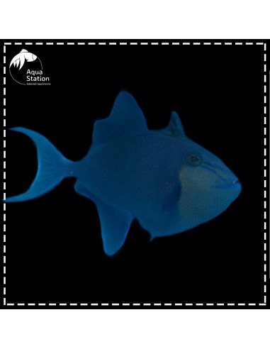 Blue Triggerfish - Odonus niger