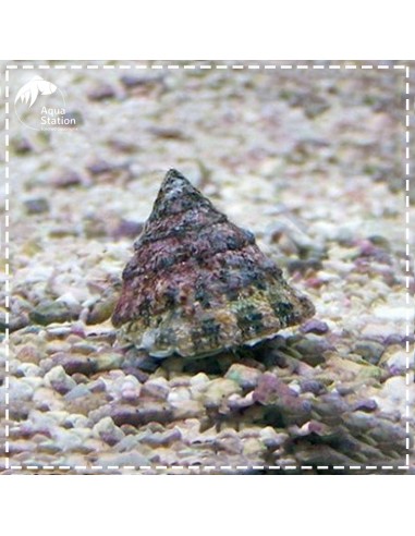 Astraea Tectum - Snail Turbo