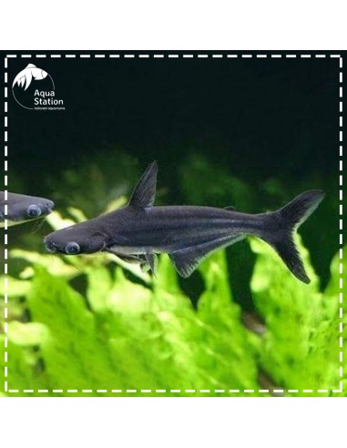 Tubarão Azul Albino - Pangasius Sutchi