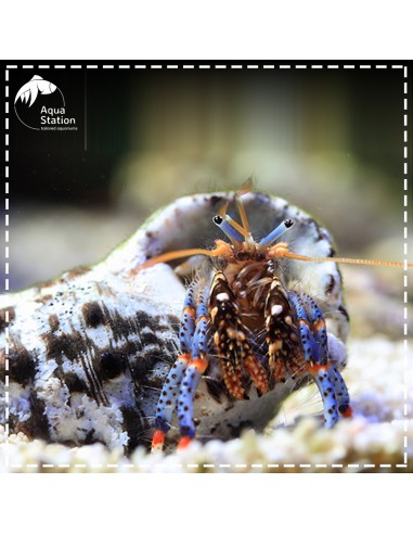 Blue Leg Hermit Crab - Clibanarius Tricolor