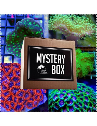 Aqua-Coral Mystery Box