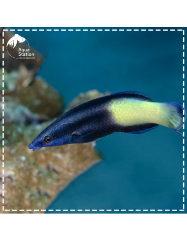 Labroides Bicolor - Cleaner Wrasse