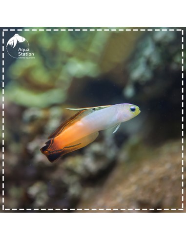 Firefish - Nemateleotris Magnifica