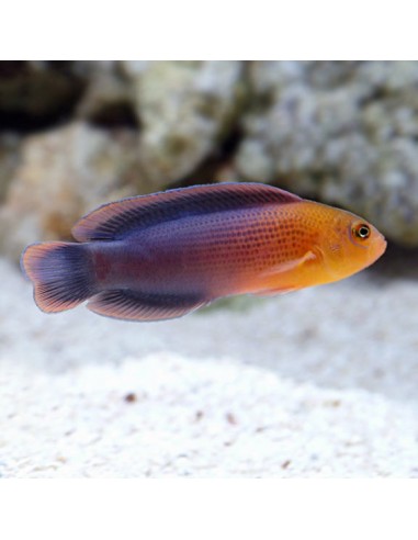 Pseudochromis dilectus