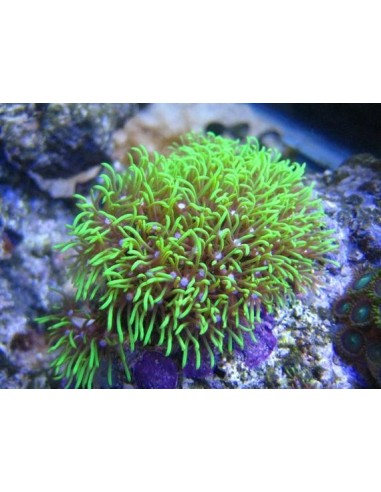 Green Star Polyp (GSP) S