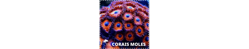 Corais Moles